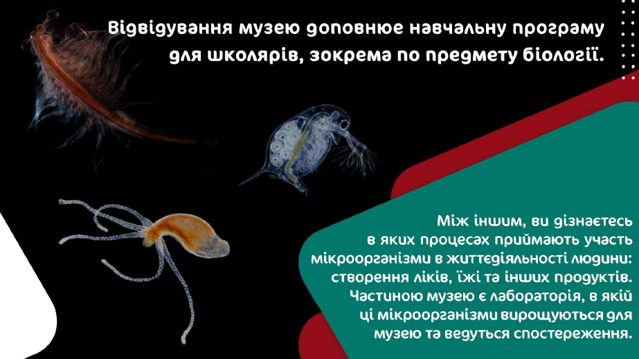 мікроби